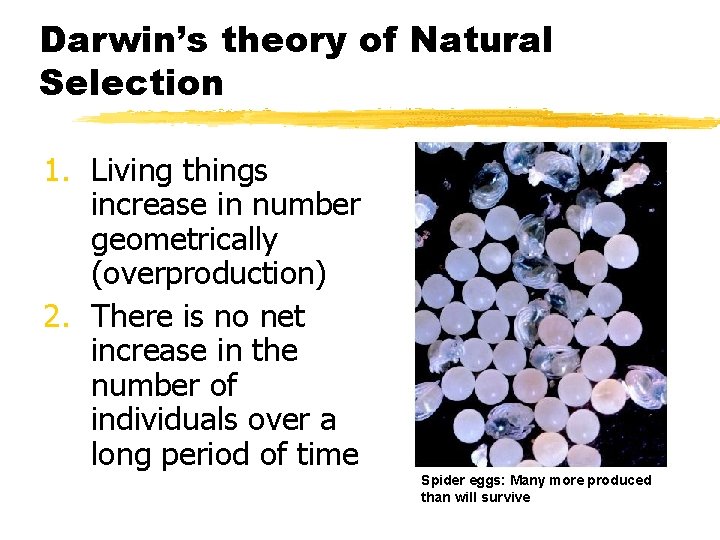 Darwin’s theory of Natural Selection 1. Living things increase in number geometrically (overproduction) 2.