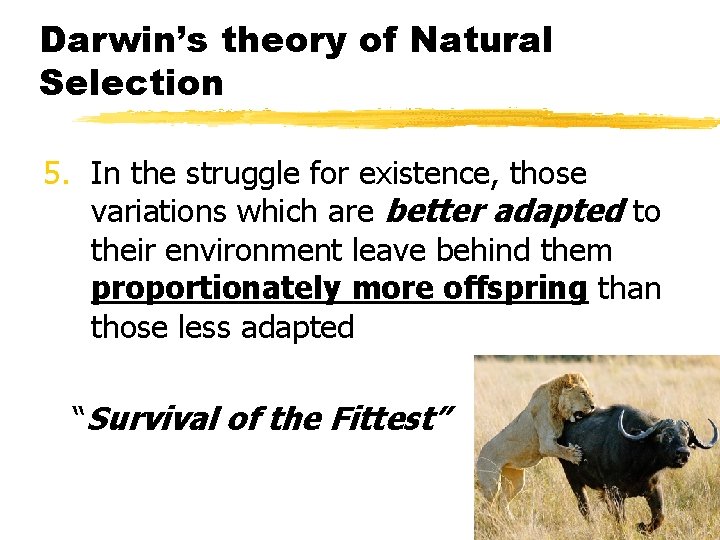 Darwin’s theory of Natural Selection 5. In the struggle for existence, those variations which