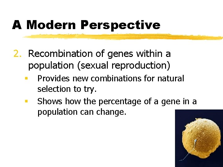 A Modern Perspective 2. Recombination of genes within a population (sexual reproduction) § §