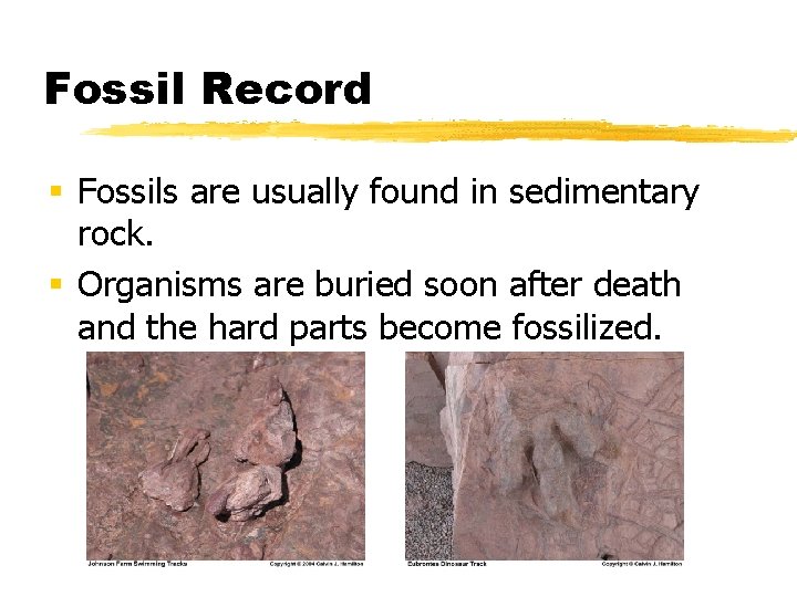 Fossil Record § Fossils are usually found in sedimentary rock. § Organisms are buried