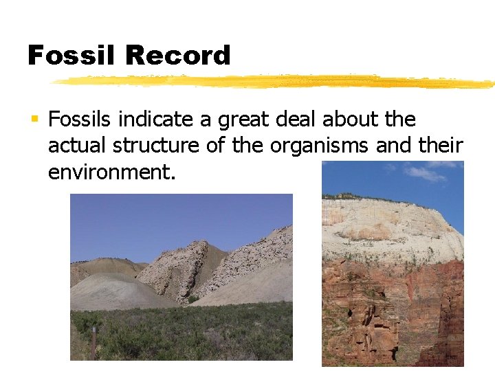 Fossil Record § Fossils indicate a great deal about the actual structure of the