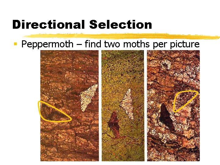 Directional Selection § Peppermoth – find two moths per picture 