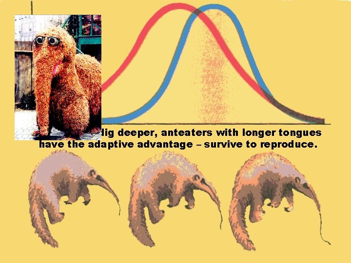 As the ants dig deeper, anteaters with longer tongues have the adaptive advantage –