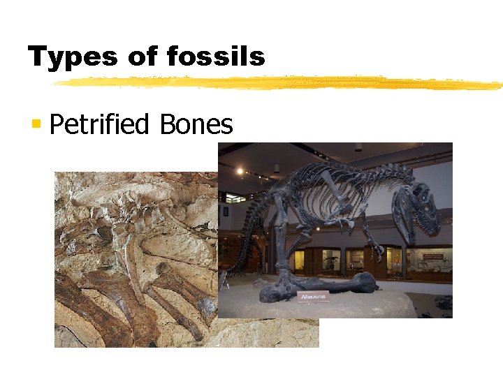 Types of fossils § Petrified Bones 