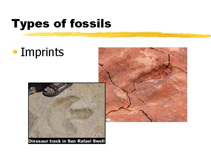 Types of fossils § Imprints 
