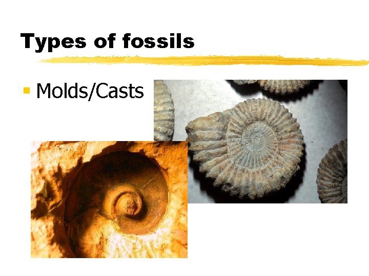 Types of fossils § Molds/Casts 