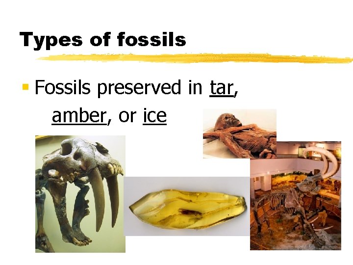 Types of fossils § Fossils preserved in tar, amber, or ice 