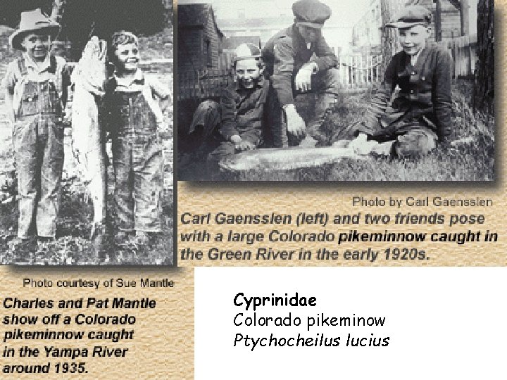 Cyprinidae Colorado pikeminow Ptychocheilus lucius 