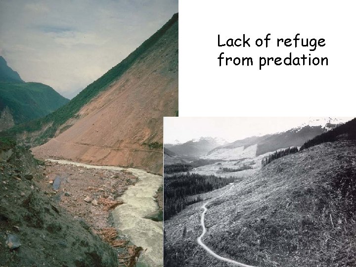 Lack of refuge from predation 