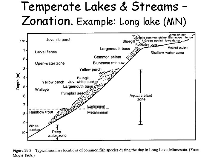 Temperate Lakes & Streams – Zonation. Example: Long lake (MN) 