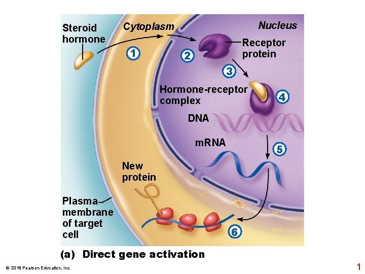 Steroid hormone Nucleus Cytoplasm 1 Receptor protein 2 3 Hormone-receptor complex 4 DNA m.