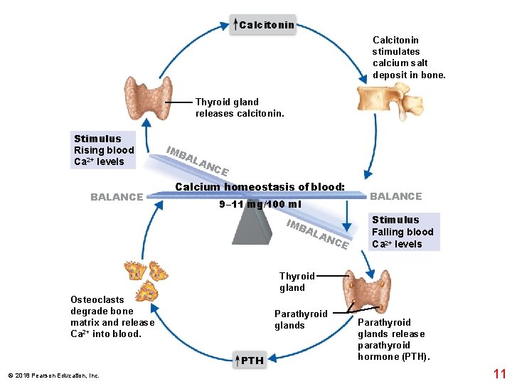 Calcitonin stimulates calcium salt deposit in bone. Thyroid gland releases calcitonin. Stimulus Rising blood