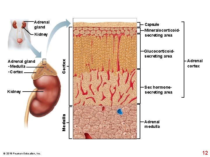 Adrenal gland Capsule Mineralocorticoidsecreting area Kidney Glucocorticoidsecreting area Sex hormonesecreting area Medulla Kidney ©