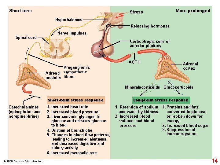 Short term Stress More prolonged Hypothalamus Releasing hormones Spinal cord Nerve impulses Corticotropic cells