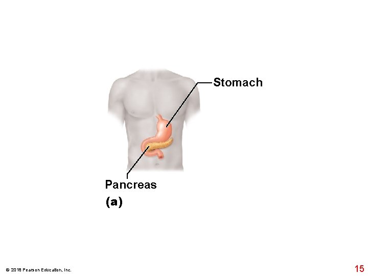Stomach Pancreas (a) © 2018 Pearson Education, Inc. 15 Stomach Pancreas (a) © 2018 Pearson Education, Inc. 15