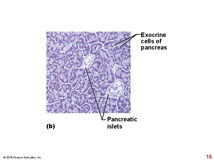 Exocrine cells of pancreas (b) © 2018 Pearson Education, Inc. Pancreatic islets 16 