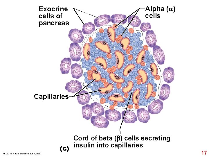 Exocrine cells of pancreas Alpha ( ) cells Capillaries © 2018 Pearson Education, Inc.