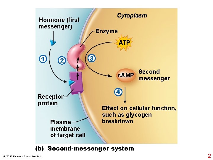 Cytoplasm Hormone (first messenger) Enzyme ATP 1 2 3 c. AMP Receptor protein Plasma