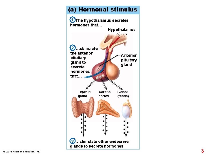 (a) Hormonal stimulus 1 The hypothalamus secretes hormones that… Hypothalamus 2 …stimulate the anterior