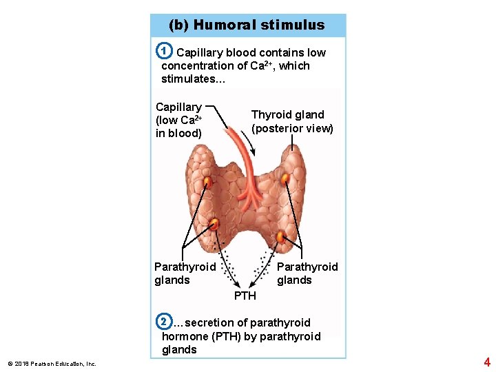 (b) Humoral stimulus 1 Capillary blood contains low concentration of Ca 2+, which stimulates…