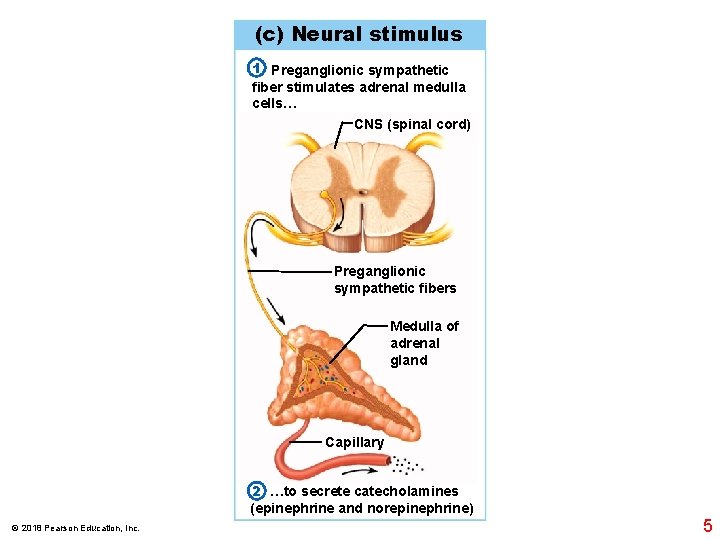 (c) Neural stimulus 1 Preganglionic sympathetic fiber stimulates adrenal medulla cells… CNS (spinal cord)