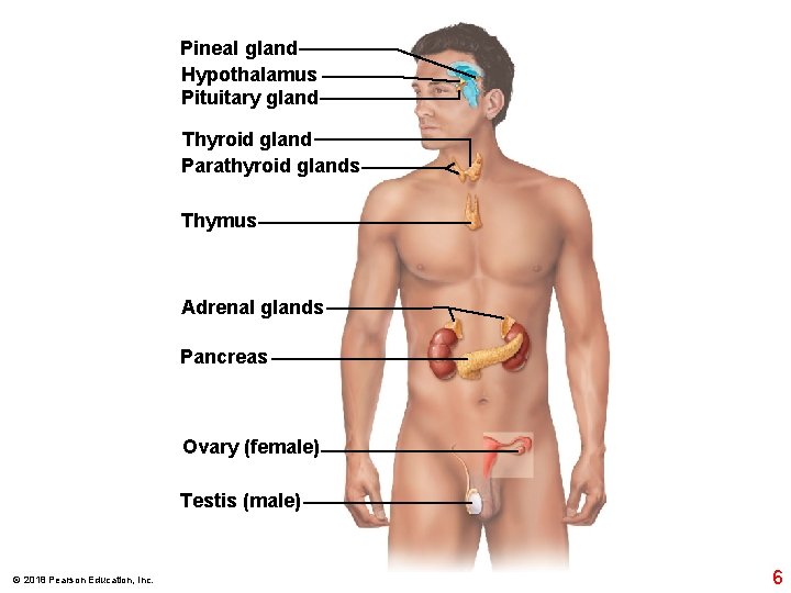 Pineal gland Hypothalamus Pituitary gland Thyroid gland Parathyroid glands Thymus Adrenal glands Pancreas Ovary Pineal gland Hypothalamus Pituitary gland Thyroid gland Parathyroid glands Thymus Adrenal glands Pancreas Ovary