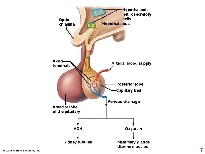 Optic chiasma Axon terminals Hypothalamic neurosecretory cells Hypothalamus Arterial blood supply Posterior lobe Capillary Optic chiasma Axon terminals Hypothalamic neurosecretory cells Hypothalamus Arterial blood supply Posterior lobe Capillary