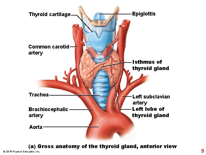 Thyroid cartilage Epiglottis Common carotid artery Isthmus of thyroid gland Trachea Brachiocephalic artery Left