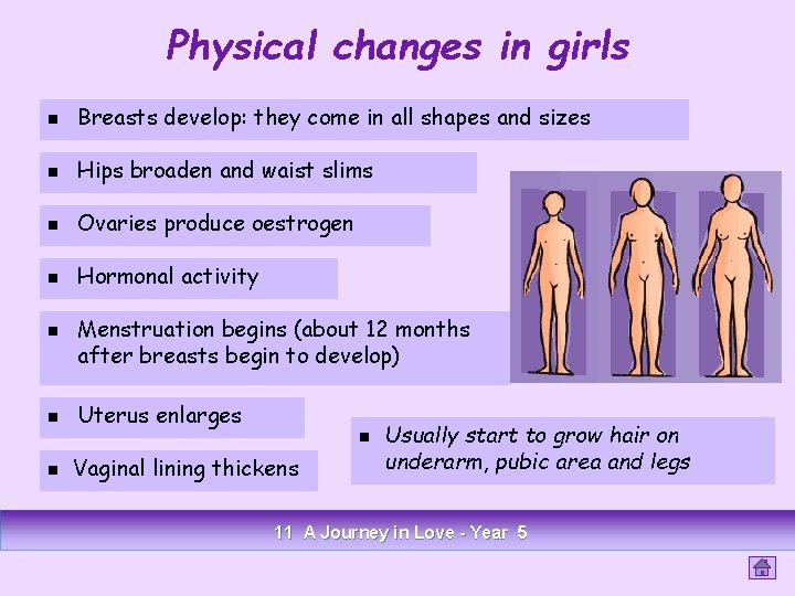 Physical changes in girls n Breasts develop: they come in all shapes and sizes