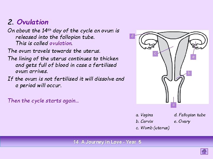 2. Ovulation On about the 14 th day of the cycle an ovum is