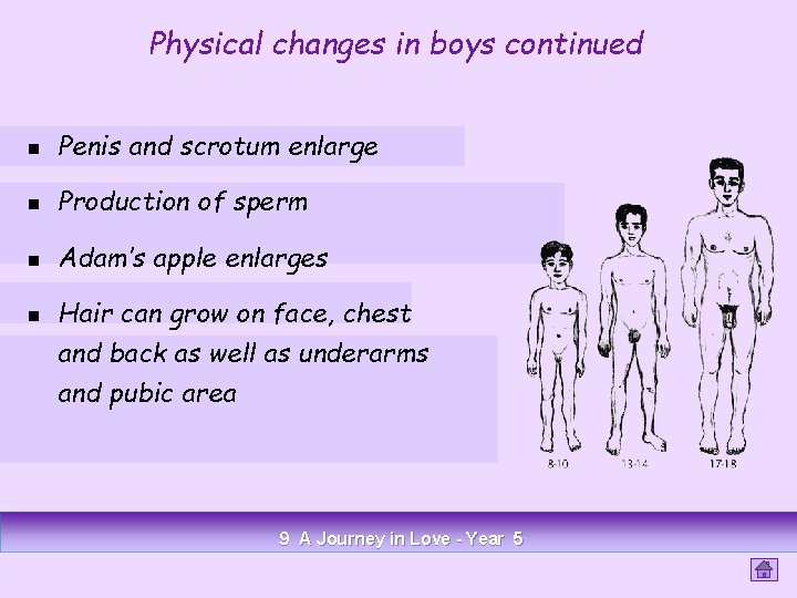 Physical changes in boys continued n Penis and scrotum enlarge n Production of sperm