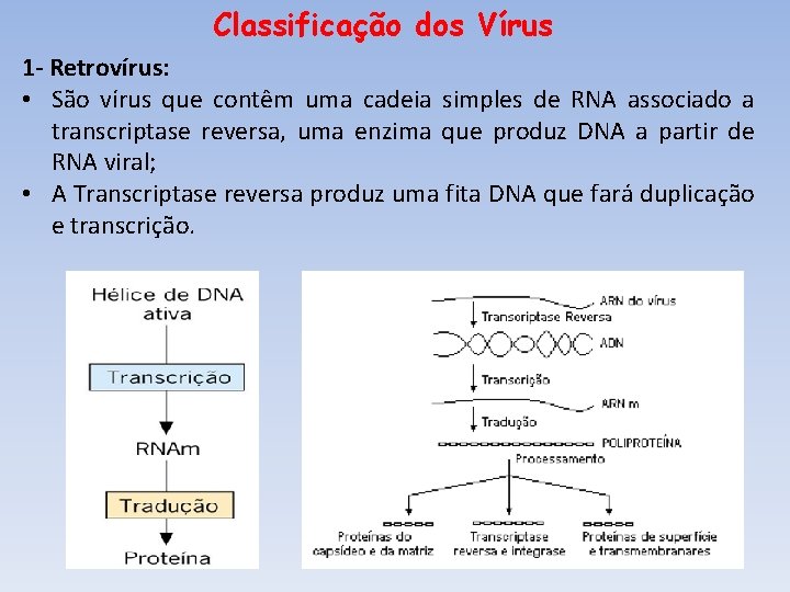 Classificação dos Vírus 1 - Retrovírus: • São vírus que contêm uma cadeia simples Classificação dos Vírus 1 - Retrovírus: • São vírus que contêm uma cadeia simples
