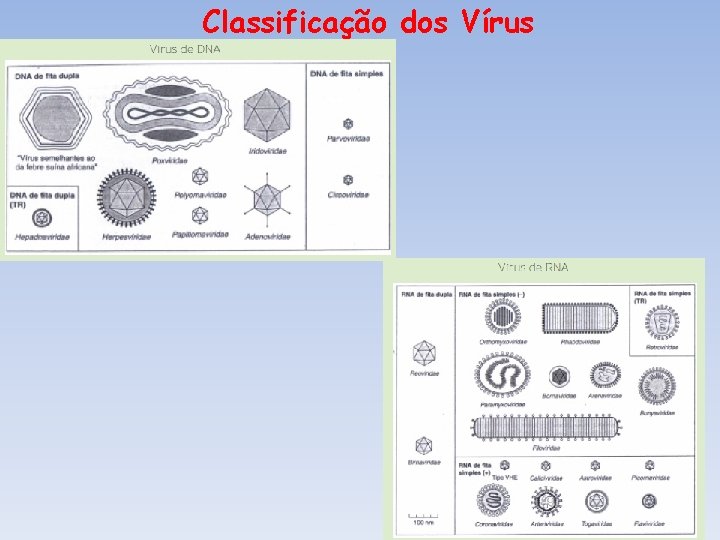 Classificação dos Vírus Classificação dos Vírus