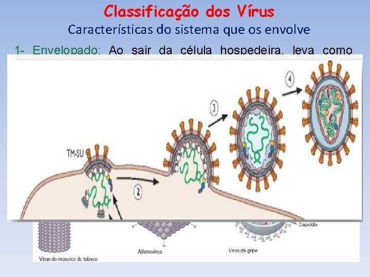 Classificação dos Vírus Características do sistema que os envolve 1 - Envelopado: Ao sair Classificação dos Vírus Características do sistema que os envolve 1 - Envelopado: Ao sair