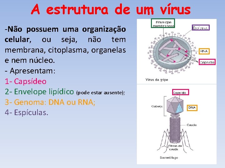 A estrutura de um vírus -Não possuem uma organização celular, ou seja, não tem A estrutura de um vírus -Não possuem uma organização celular, ou seja, não tem