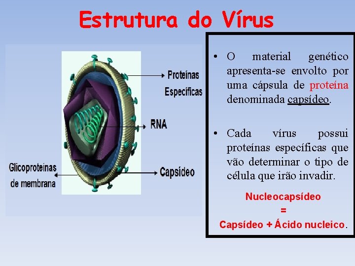Estrutura do Vírus Proteínas Específicas RNA Capsídeo • O material genético apresenta-se envolto por Estrutura do Vírus Proteínas Específicas RNA Capsídeo • O material genético apresenta-se envolto por