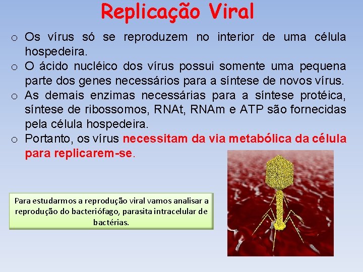 Replicação Viral o Os vírus só se reproduzem no interior de uma célula hospedeira. Replicação Viral o Os vírus só se reproduzem no interior de uma célula hospedeira.