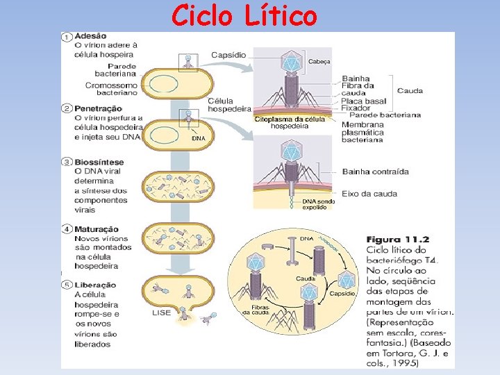 Ciclo Lítico Ciclo Lítico