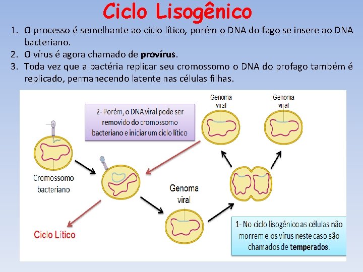 Ciclo Lisogênico 1. O processo é semelhante ao ciclo lítico, porém o DNA do Ciclo Lisogênico 1. O processo é semelhante ao ciclo lítico, porém o DNA do