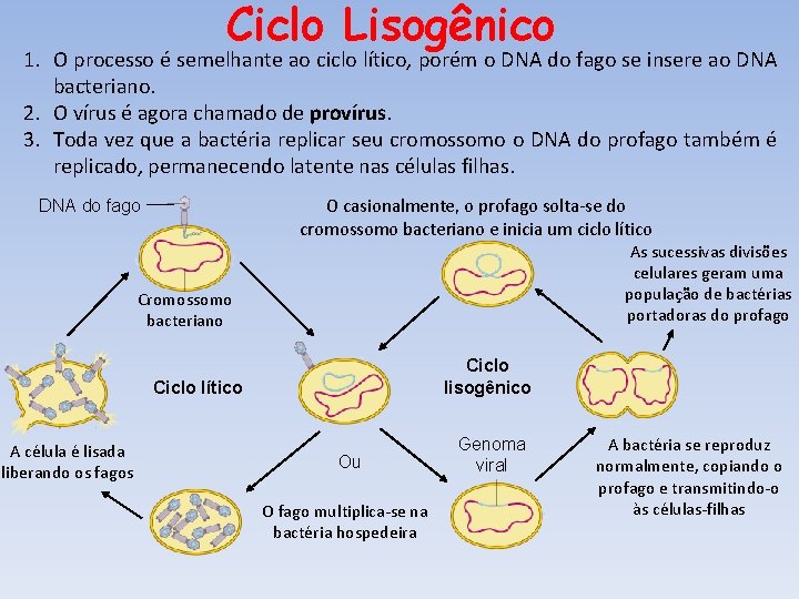 Ciclo Lisogênico 1. O processo é semelhante ao ciclo lítico, porém o DNA do Ciclo Lisogênico 1. O processo é semelhante ao ciclo lítico, porém o DNA do