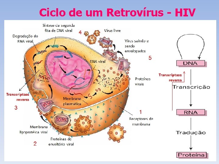 Ciclo de um Retrovírus - HIV Ciclo de um Retrovírus - HIV