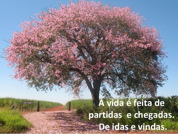 A vida é feita de partidas e chegadas. De idas e vindas. 