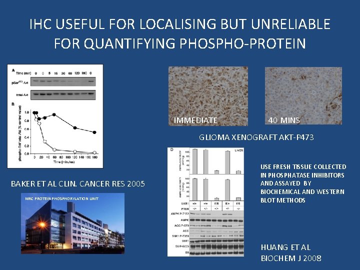 IHC USEFUL FOR LOCALISING BUT UNRELIABLE FOR QUANTIFYING PHOSPHO-PROTEIN IMMEDIATE 40 MINS GLIOMA XENOGRAFT