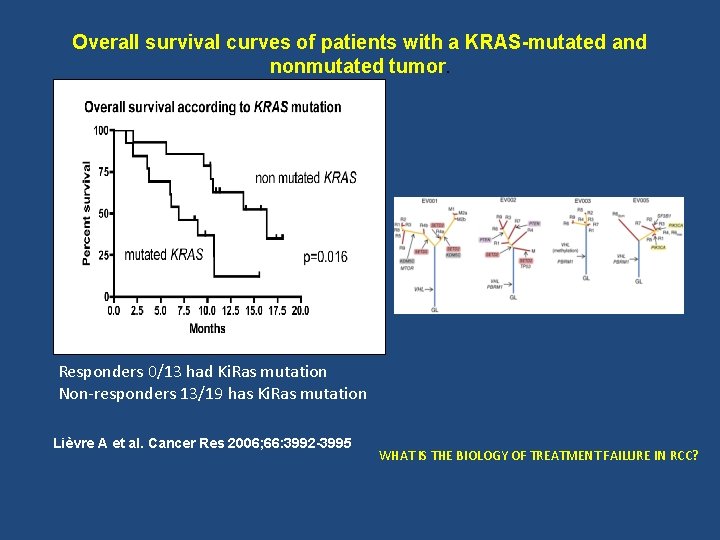 Overall survival curves of patients with a KRAS-mutated and nonmutated tumor. Responders 0/13 had