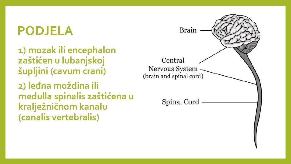 PODJELA 1) mozak ili encephalon zaštićen u lubanjskoj šupljini (cavum crani) 2) leđna moždina