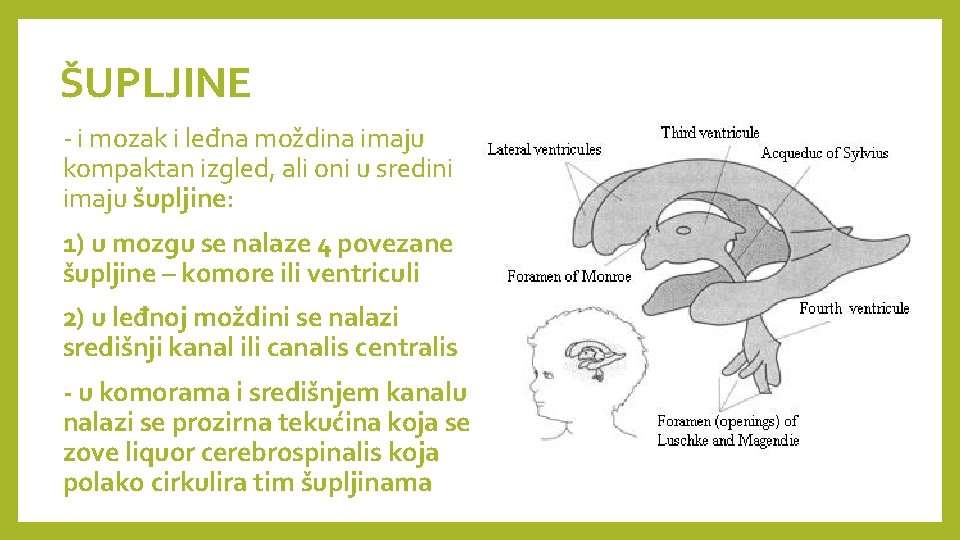 ŠUPLJINE - i mozak i leđna moždina imaju kompaktan izgled, ali oni u sredini
