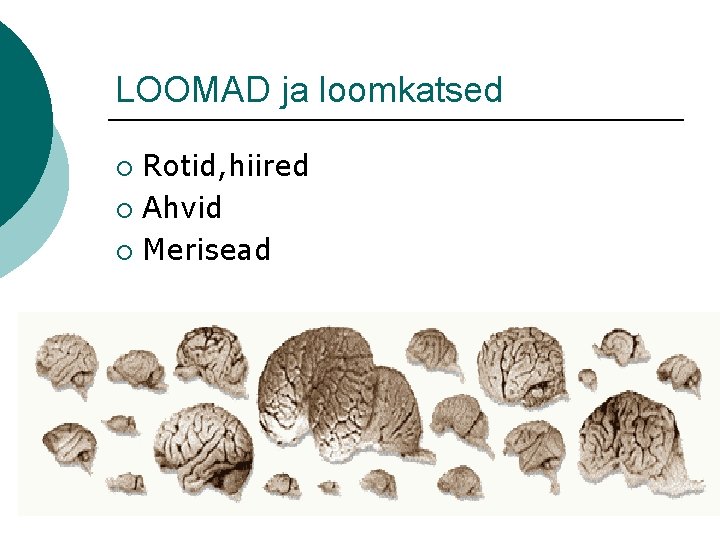 LOOMAD ja loomkatsed Rotid, hiired ¡ Ahvid ¡ Merisead ¡ 