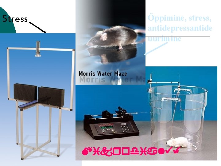 Stress Õppimine, stress, antidepressantide uurimine Mikrodialüü s 