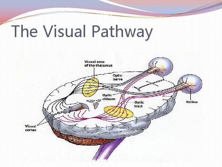 The Visual Pathway 