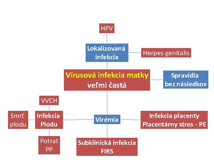 HPV Lokalizovaná infekcia Herpes genitalis Vírusová infekcia matky veľmi častá Spravidla bez následkov VVCH